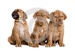 Dogue de Bordeaux puppy (2 months)