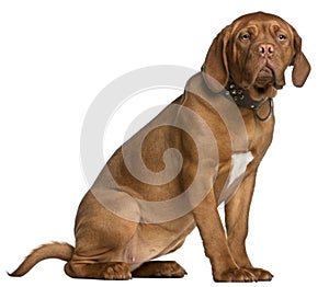 Dogue de Bordeaux puppy, 6 months old, sitting