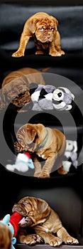 Dogue de Bordeaux puppy collage