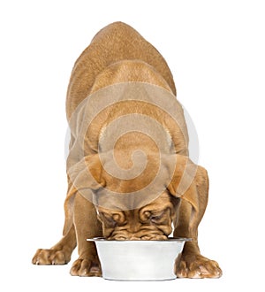 Dogue de Bordeaux Puppy facing and eating from a metallic bowl