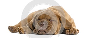 Dogue de Bordeaux puppy lying and sleeping