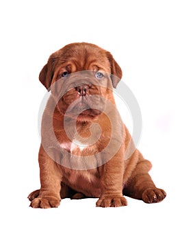 Dogue De Bordeaux puppy sitting