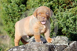 Dogue de Bordeaux puppy