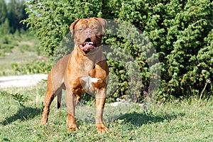 Dogue de Bordeaux photo