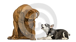 Dogue de Bordeaux sitting and looking at a Husky malamute puppy