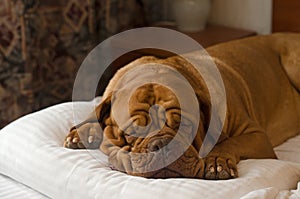 Dogue De Bordeaux sleeping in the bed