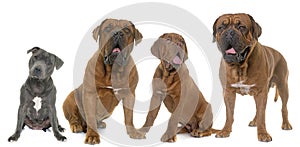 Dogue de Bordeaux and staffie photo