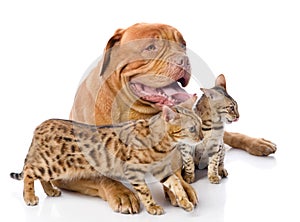 Dogue de Bordeaux and two leopard cats