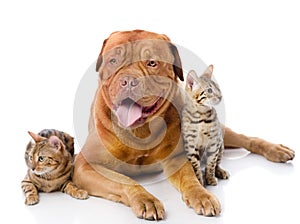 Dogue de Bordeaux and two leopard cats photo