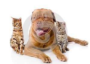 Dogue de Bordeaux and two leopard cats (Prionai