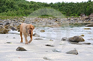 Dogue De Bordeaux walking along the beach, Bodoe, Norway