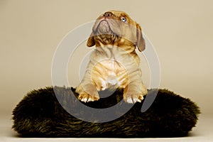 Dogue De Boudeux Puppy laid on a brown cushion