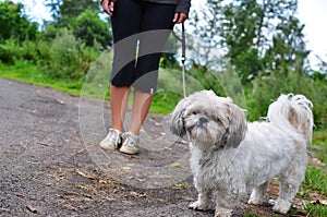 Dogwalking on grey day