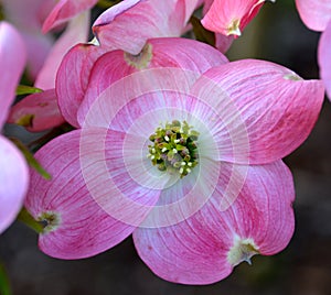 DOGWOOD