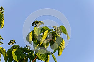 Dogwood berries - Cornus sanguinea Calcareous scrub bush