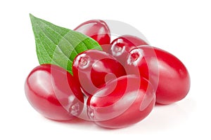 Dogwood berry with leaf isolated on white background