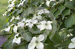 Dogwood in bloom.