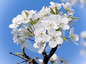 Dogwood in Bloom