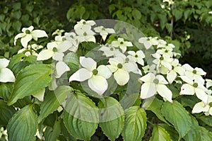 Dogwood in bloom.