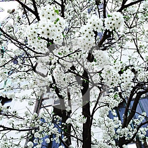 Dogwood Bloom