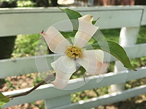 Dogwood Bloom on White Fence