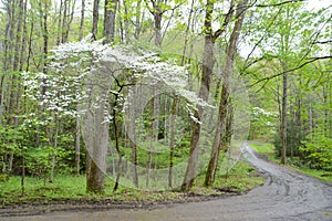 Dogwood Blooms hang over the landscape in the Smokies.