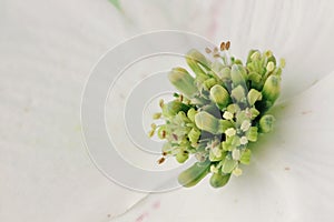 Dogwood Blossom