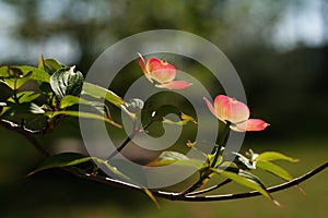 Dogwood Blossom