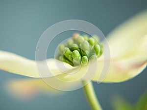 Dogwood Blossom Close Up