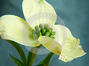 Dogwood Blossom Closeup