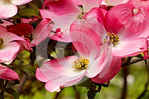 Pink Flowering Dogwood Blossoms