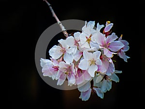 Dogwood Blossom