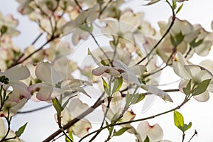 Dogwood Blossoms In Bright Frontlight