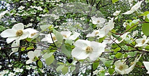 Dogwood Blossoms Swaying in the Rain - Horizontal Format