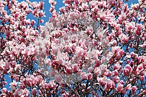 Dogwood Blossums 2