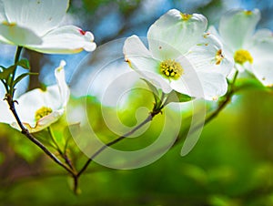 Dogwood Branch with Flowers in Spring