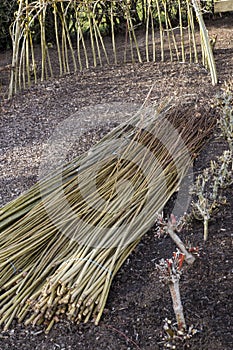 Dogwood Coppicing and weaving