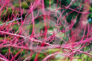 Dogwood, Cornus alba Sibirica, Westonbirt Dogwood