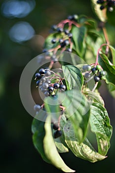 Hartriegel ()  Beeren a Blätter 