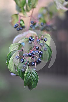 Hartriegel ()  Beeren a Blätter 