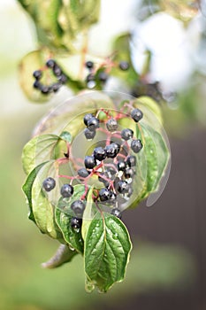 Hartriegel ()  Beeren a Blätter 