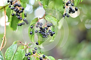 Hartriegel ()  Beeren a Blätter 