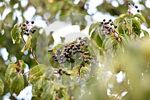 Hartriegel ()  Beeren a Blätter 