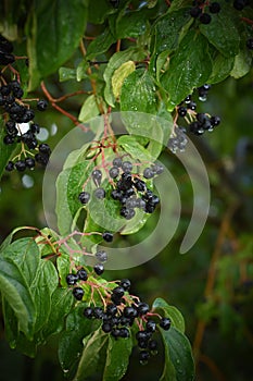 Hartriegel ()  Beeren a Blätter 