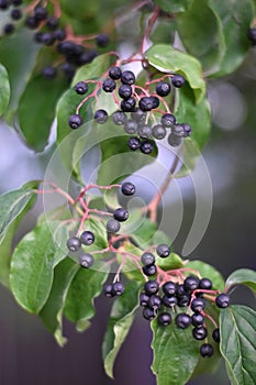 Hartriegel ()  Beeren a Blätter 