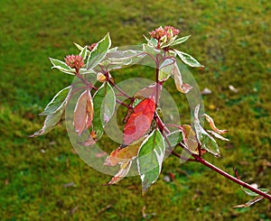 Dogwood Cornus branch with Autumn leaves turning red and gold.