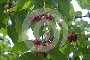 Dogwood Cornus Cornelian branch Cornus mas (Cornelian cherry, European cornel or dogwood) Bright red berries of cornel or dogwood