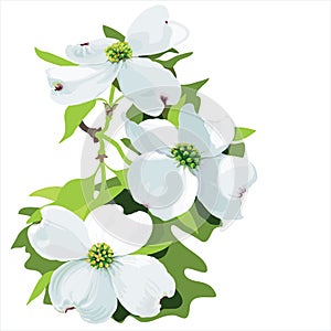 Dogwood (Cornus florida)