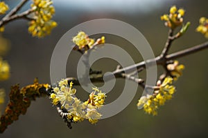 Dogwood (Cornus mas) flowering photo
