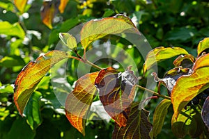 Dogwood Cornus sanguinea , leaf background, selective focus